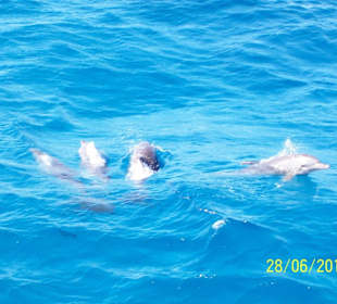 Delfine in Sicht, wie toll!