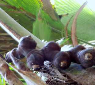 Vallee' de Mai/Seychellen