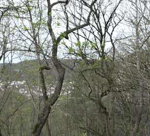 Wanderung rund um das Rusenschloss Gerhausen