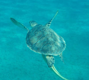 Marsa Alam