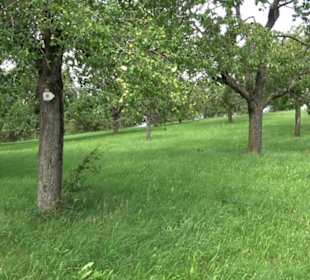 Premiumspazierweg Früchtetrauf-Leisawegle