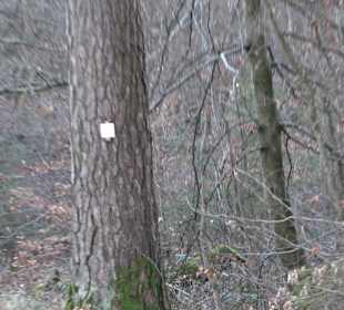 Ochsenweiher Rundweg