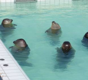 Seehundaufzuchtstation