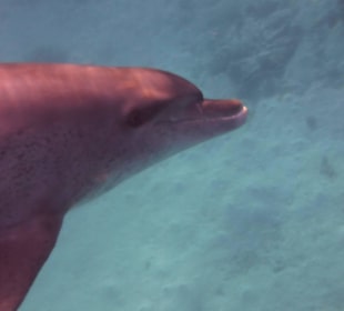 Einmalie Erlebnisse mit Mo´s Delfinen