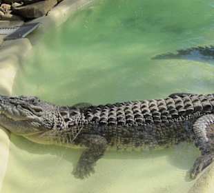 Tolle australische Tiere