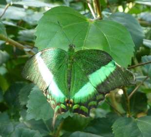 Emerald Schwalbenschwanz