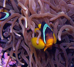 Unterwasserwelt vor dem Hotel