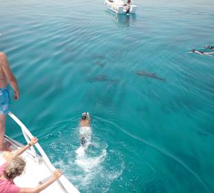 Ausflug zu den Delfinen 
