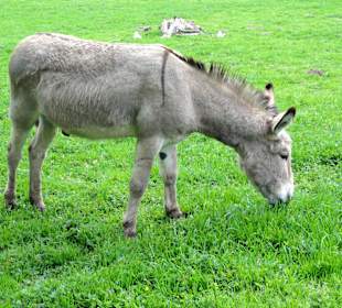 Esel auf ihrer Weide