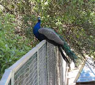 Pfau