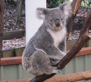 Zoobesuch bei Brisbane