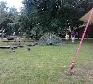 Papa Pfau schlägt Rad und ...