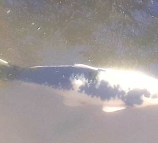 La Vallée des Couleurs NP 