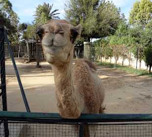 Dromedar