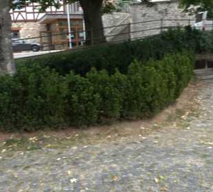 Backhaus