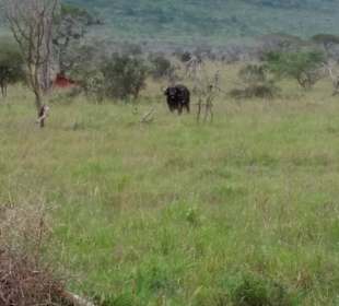 Sarova Salt Lick Game Lodge