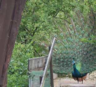 Pfau