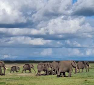 Amboseli 