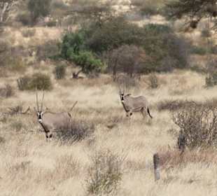 Antilope
