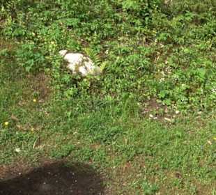 Phäno-Pfad Aichstetten