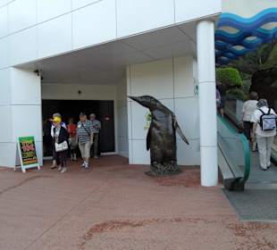 Ein Paradies für Pinguine