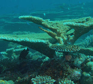 Steinkorallenlandschaft intakt