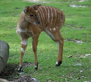Werde auch mal so groß wie meine Eltern