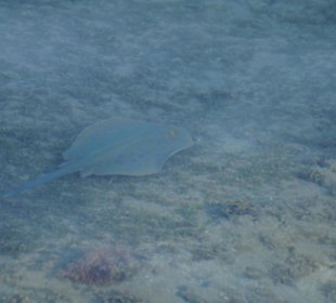 Blaupunkt Rochen am Hausriff