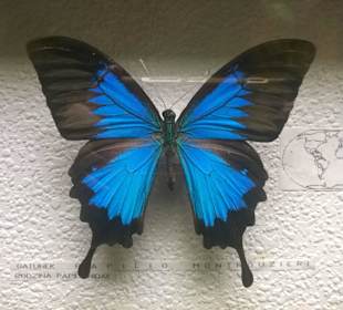 Wystawa najpiękniejszych, wyselekcjonowanych motyli