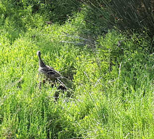 Naturpark S'Albufera