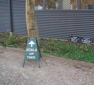 Hinweisschild "Koala im Baum"