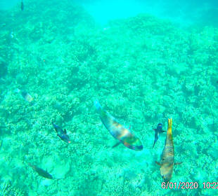 Schnorcheln Hurghada