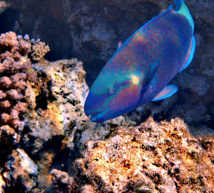 Schnorcheln Hurghada