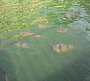Las carpas del Alcázar de Sevilla