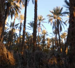 Palmenoase und Kutschfahrt