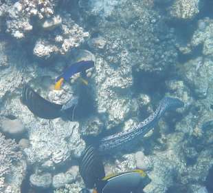 Schnorcheln Sahl Hasheesh