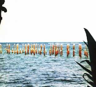 Möwen auf Holzstelzen in Cahuita Nat. Park