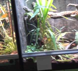 Niedersächsisches Landesmuseum