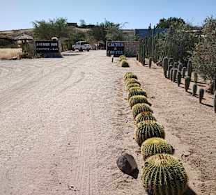 Cactus and Coffee Teagarden