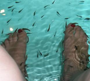 Ein Bad bei Fischen gut für die Füsse