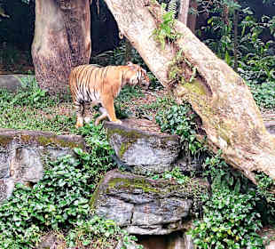 Singapur Zoo