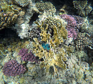 Schnorcheln Makadi Bay