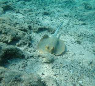 Schnorcheln Marsa Alam