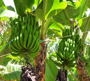 Impressionen von der Fajã dos Padres