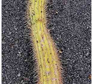 Ein Kaktus/ drei Kakti  