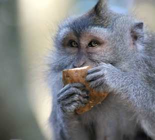 Süßkartoffeln als Leibspeise