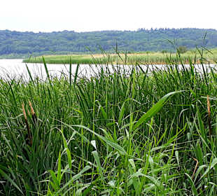 Schmachter See