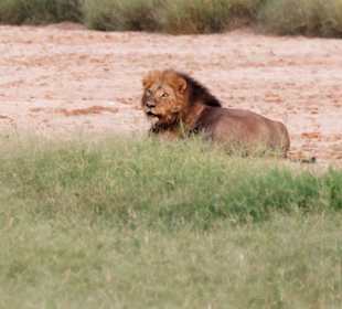 Tsavo ost bei der Frühpirsch