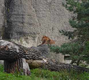 Zoo