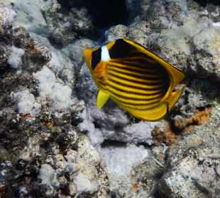 Fische